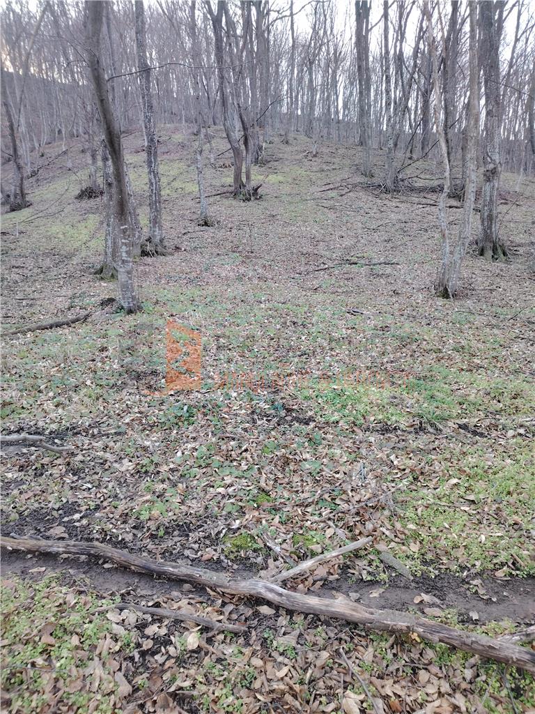Teren intravilan zona Monteoru